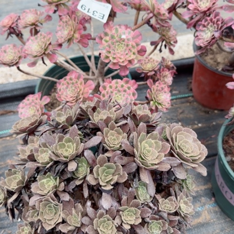 319祝融有断枝赤霞飞