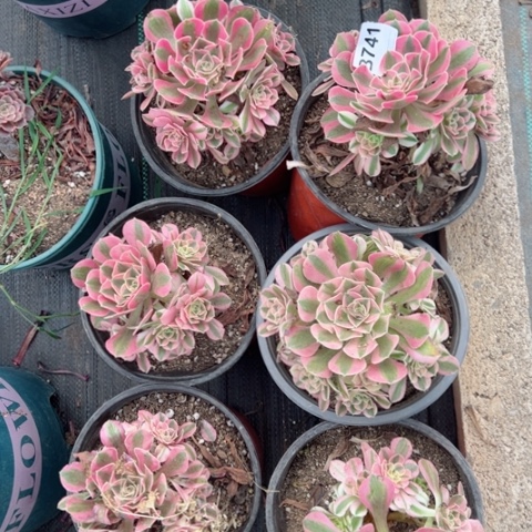741号女巫6棵多肉植物