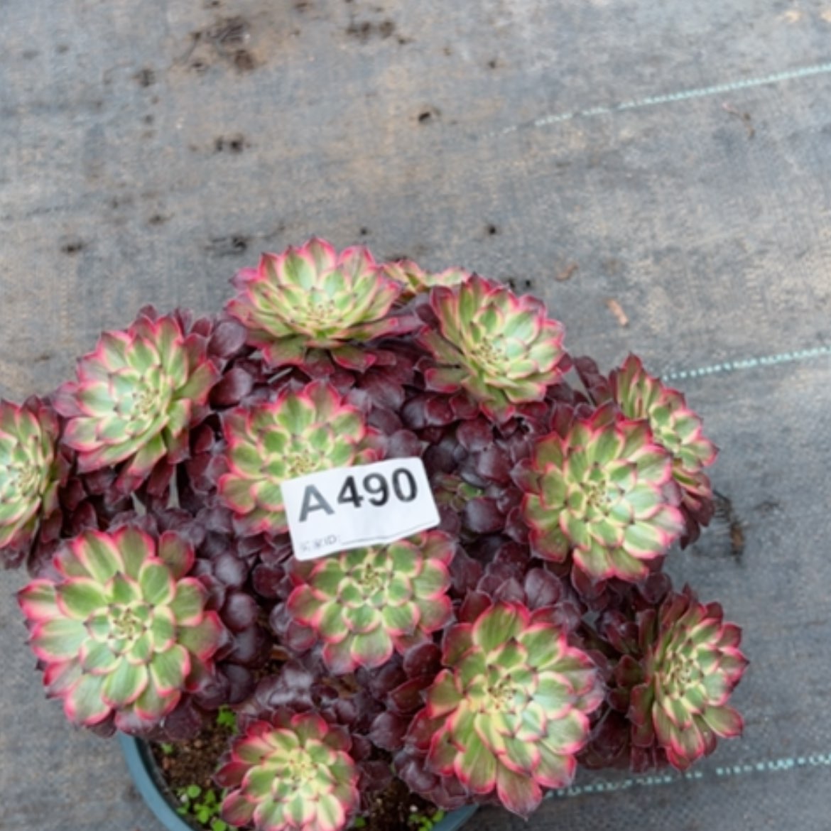 【闪购商品】490有断枝多肉