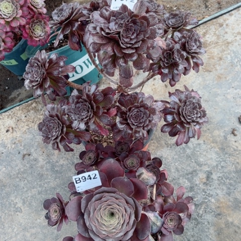 672黑牡丹魅金玫瑰