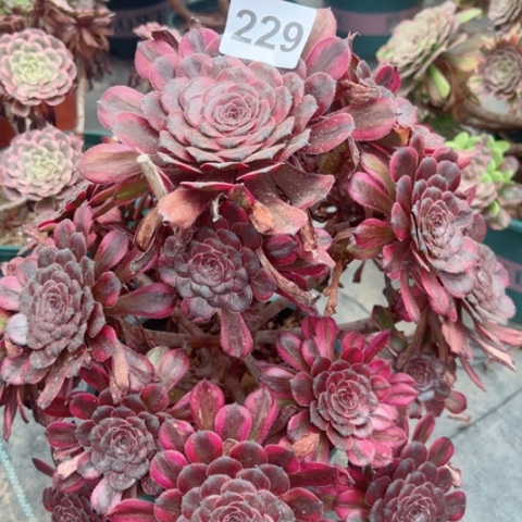红金刚多肉植物229