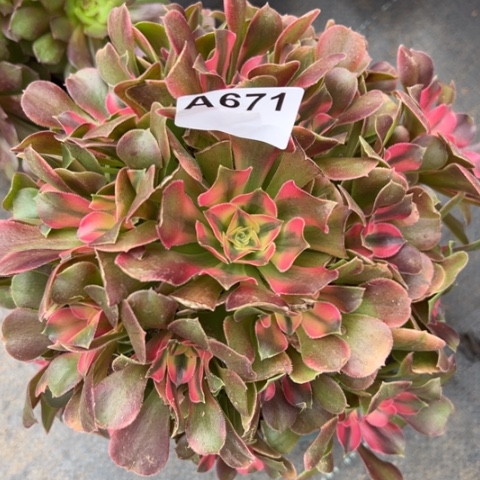 671香妃22厘米左右