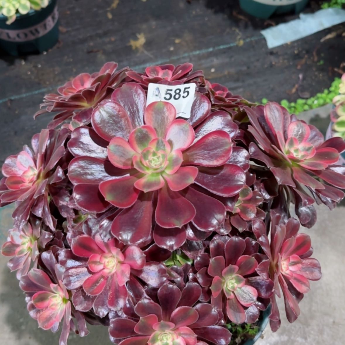 【闪购商品】585蒙娜丽莎多肉