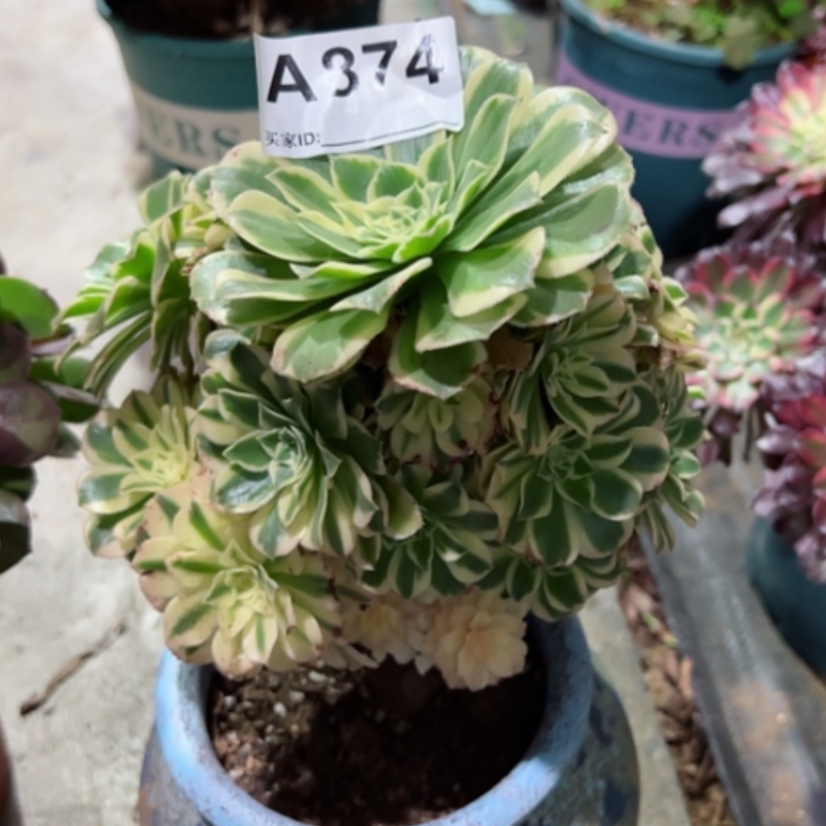 【闪购商品】叶*874碧玉多肉