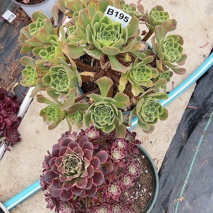 青檬繁星多肉植物195