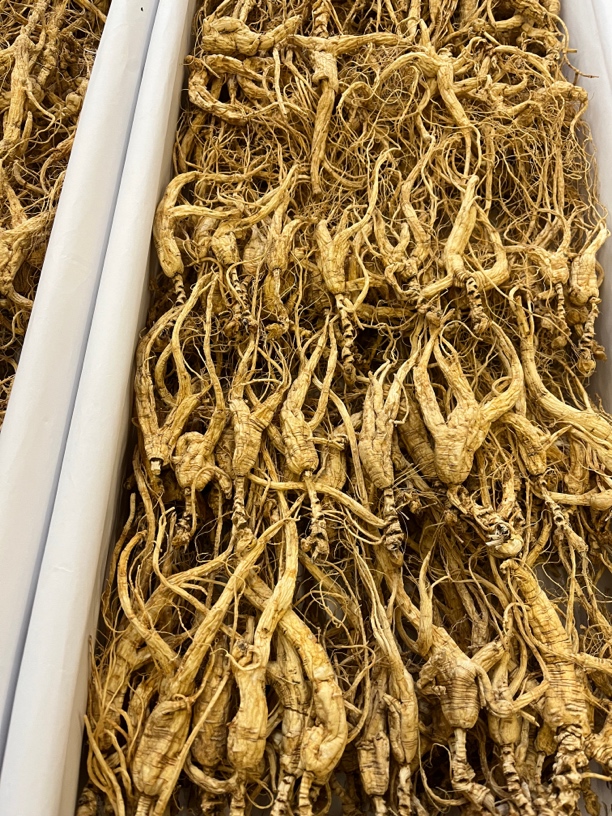 林下参 （吃货）吞芦 打粉料 可以帮忙打粉