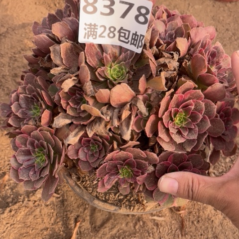 8378一号棚安娜多肉