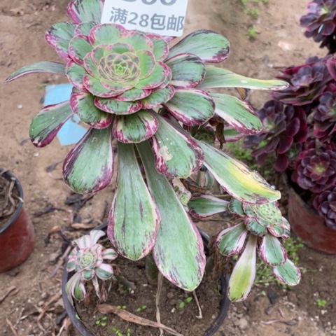 300三号棚多肉植物
