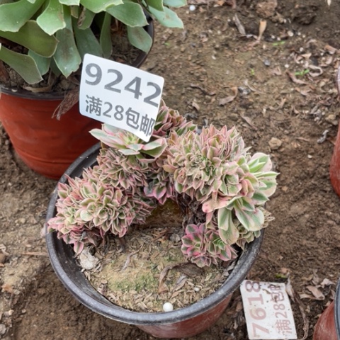 9242女巫缀多肉二号棚