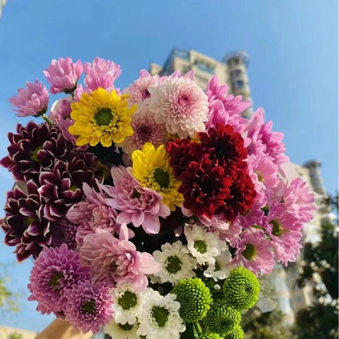 超长待机小雏菊3把30支 2-3个不同色颜色随机一单包邮