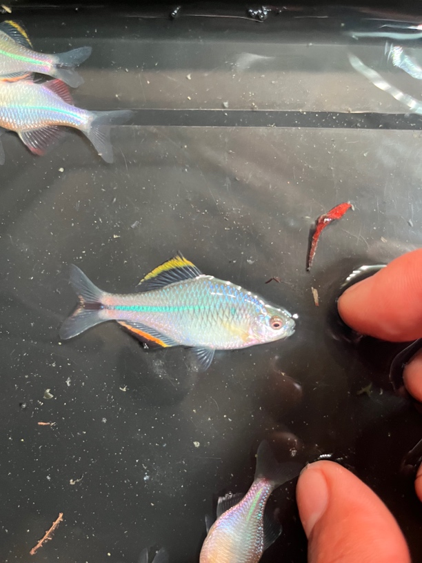 江西齐氏鱊小个体齐氏鱼原生冷水鱼