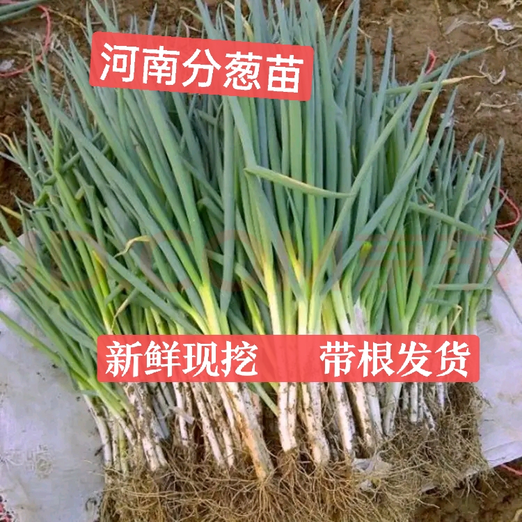 葱苗带根现挖现发河南本地大葱苗分葱苗新鲜绿葱非小香葱1斤包邮