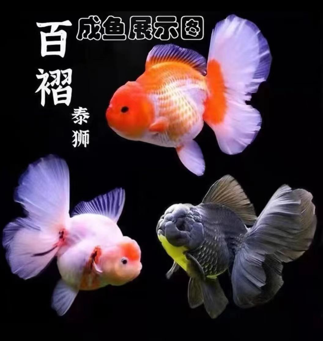 百褶泰狮 金鱼活体 红白黑包金五花百褶裙泰狮（直播间挑选）为准