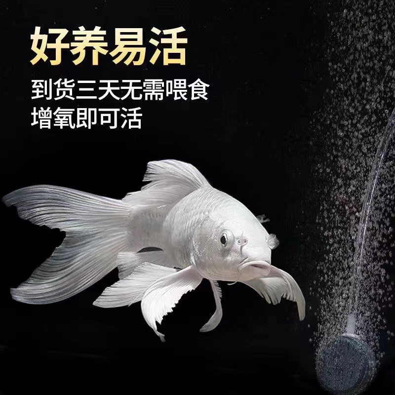 纯种台系蝴蝶鲤贵妃体白普身观赏鱼精品养殖发货活体养鱼耐活混养