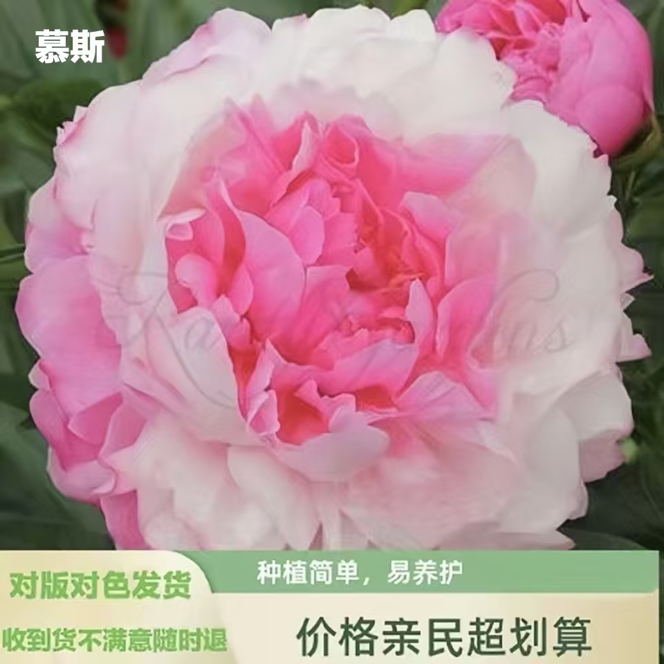 芍药苗【慕斯】新品首发芍药花苗 存活高 易栽活 盆栽地载庭院