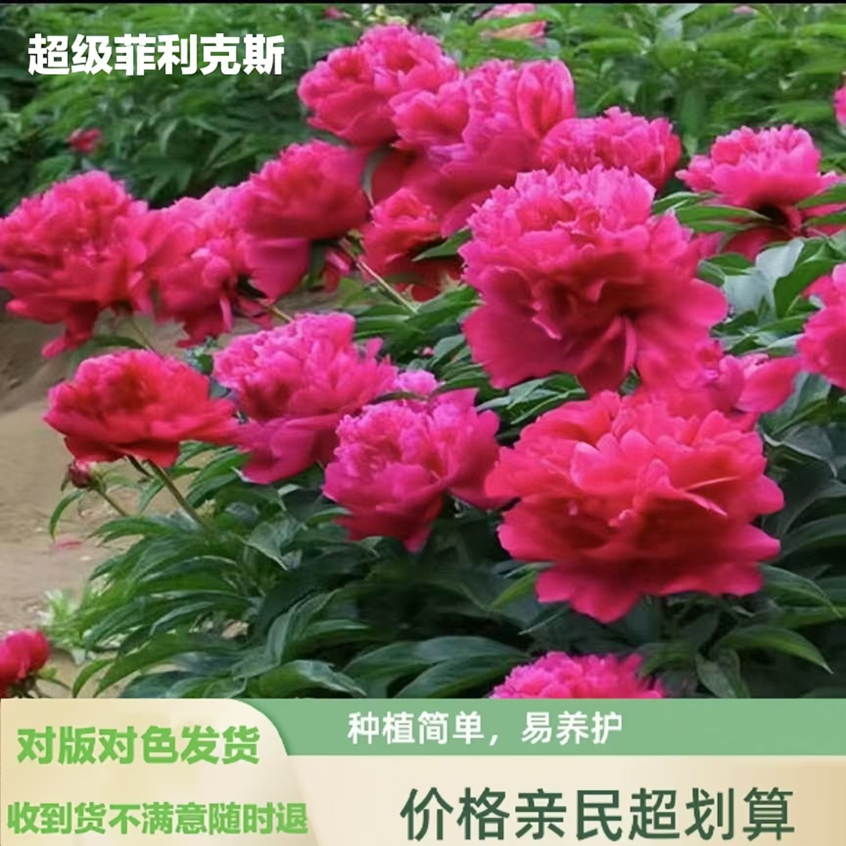 芍药苗【超级菲力克斯】新品首发芍药花苗 存活高 易栽活 盆栽地载