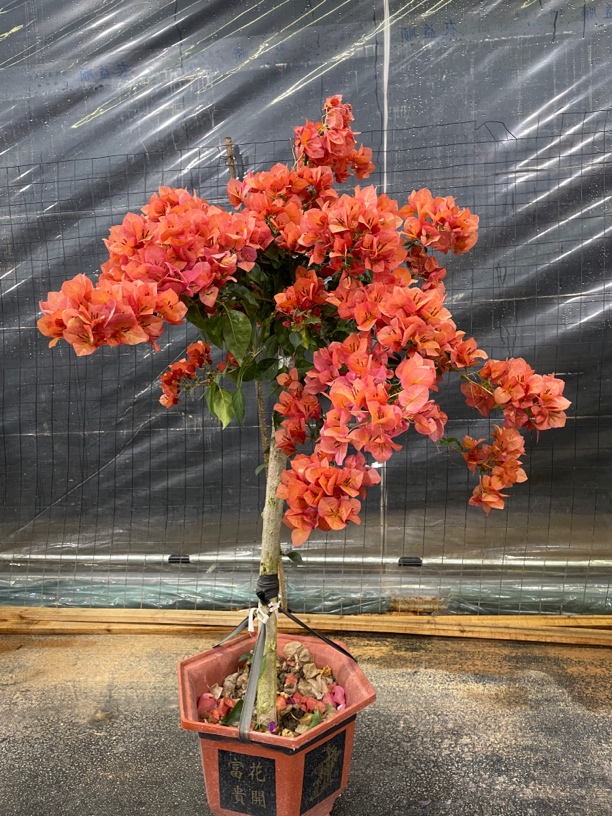 【不甜西瓜】三角梅四季开花好养易活四季勤花