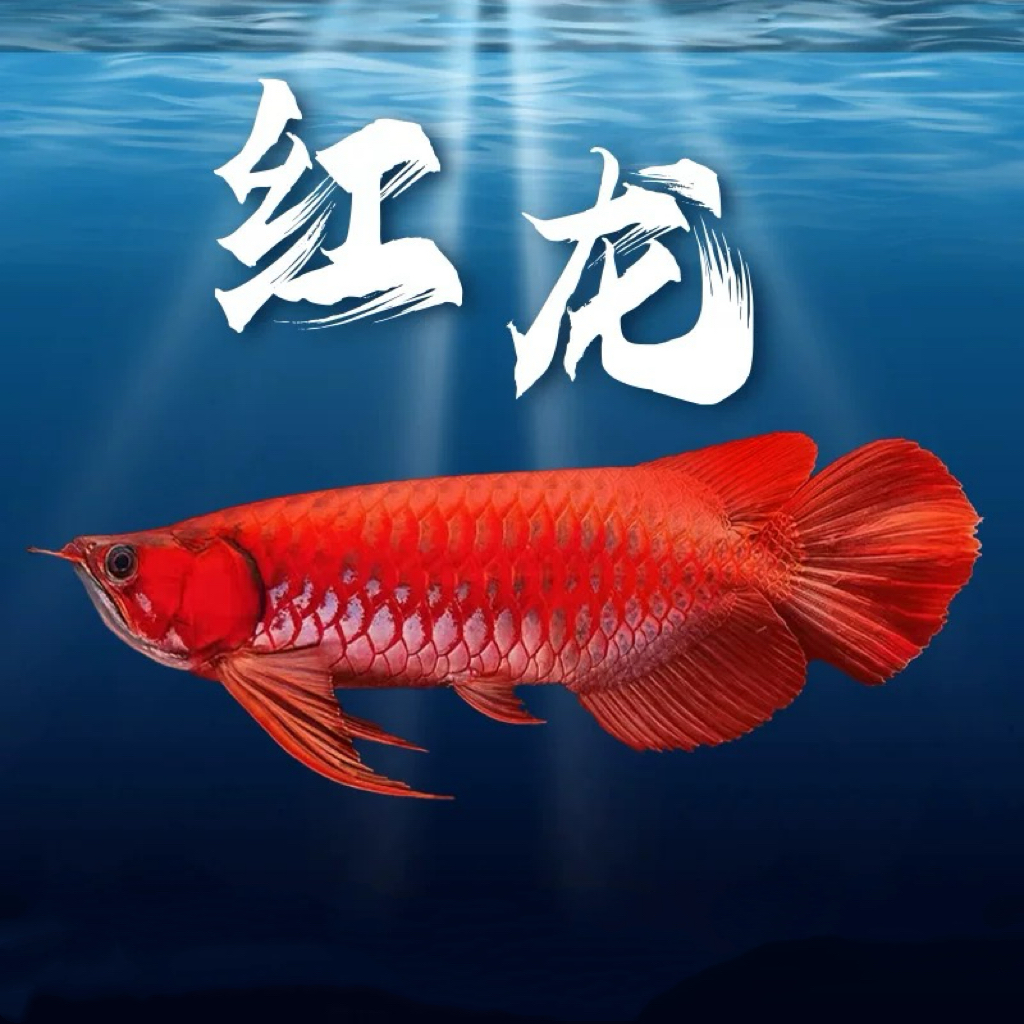 印尼红龙鱼活体直播超血辣椒红龙活鱼苗中大型淡水观赏鱼金龙小鱼