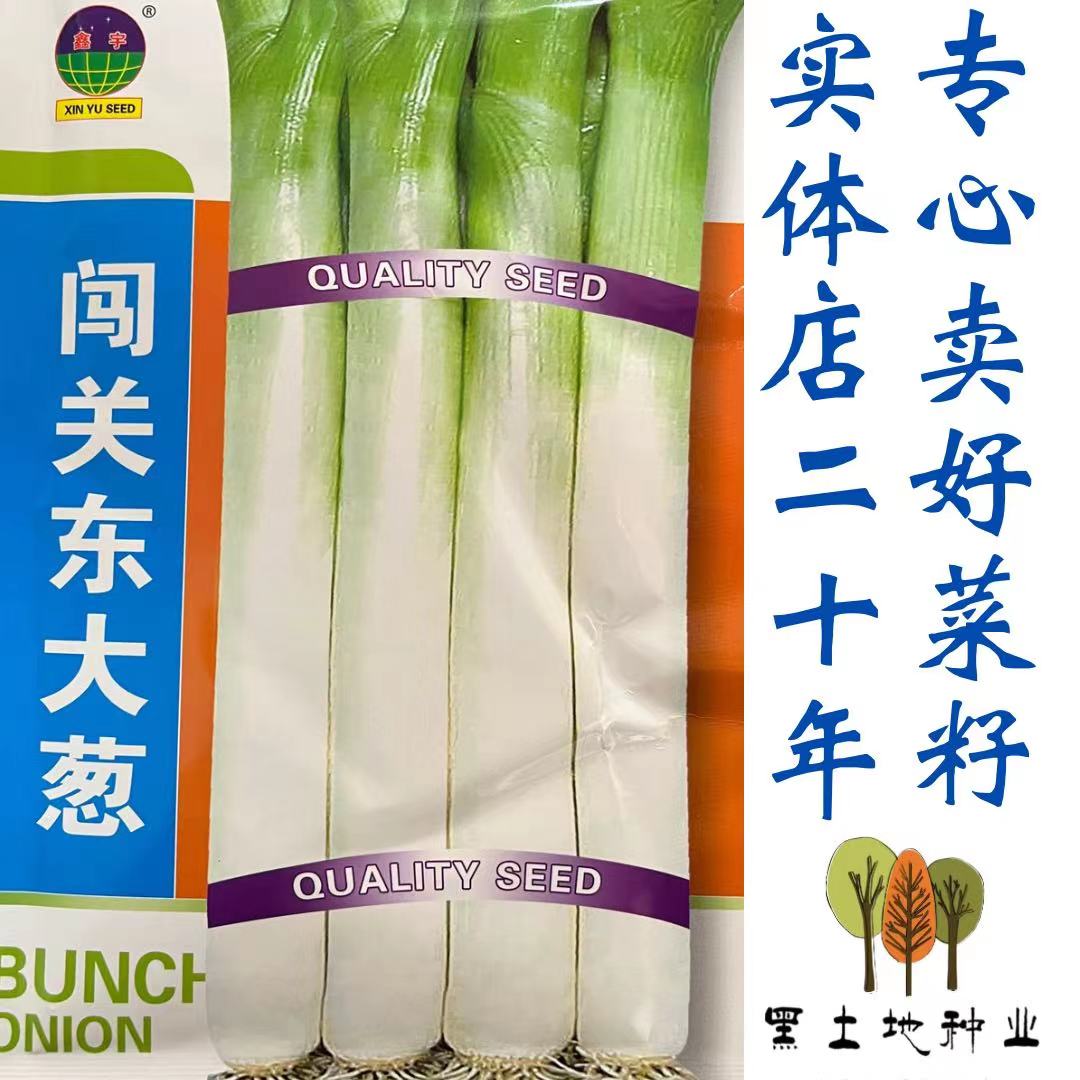 闯关东大葱种子&
