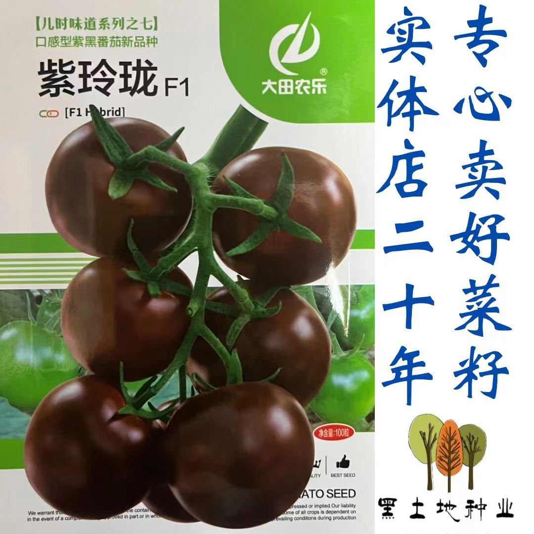 紫玲珑黑番茄种子