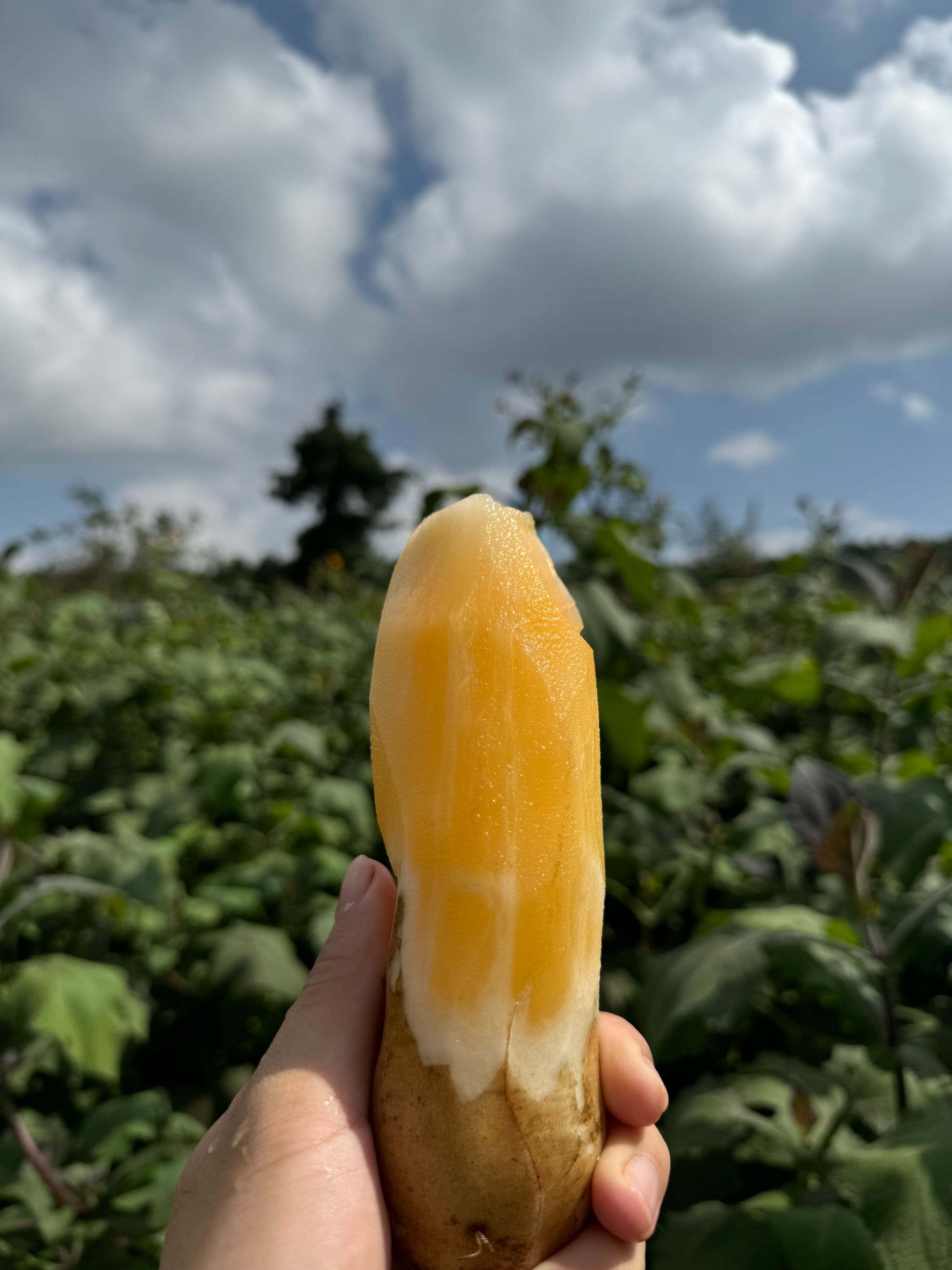 云南天山雪莲果新鲜水果当季现挖脆甜红心雪莲果时令5/9斤