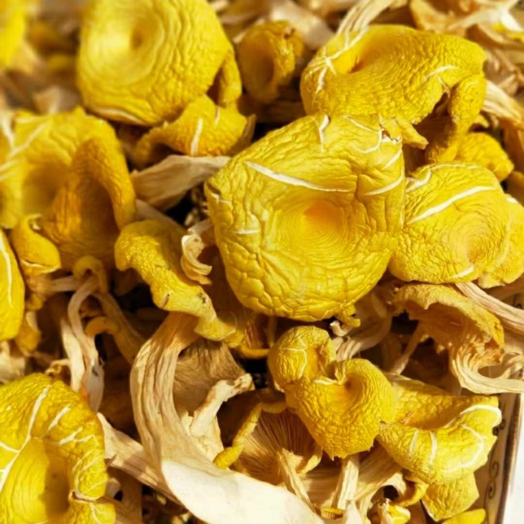 农产品    鸡油菌