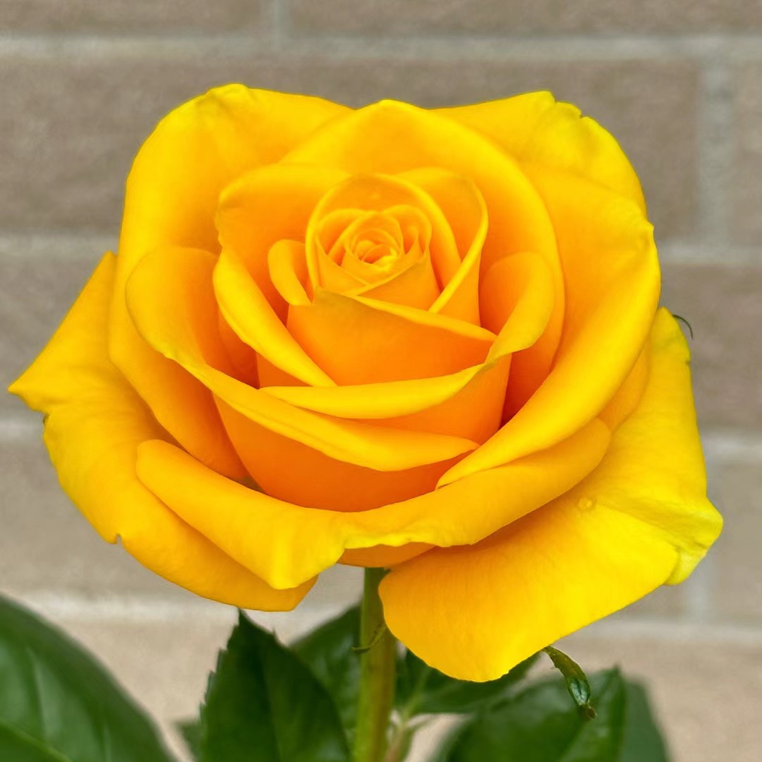 一加仑苏格兰黄油切花月季