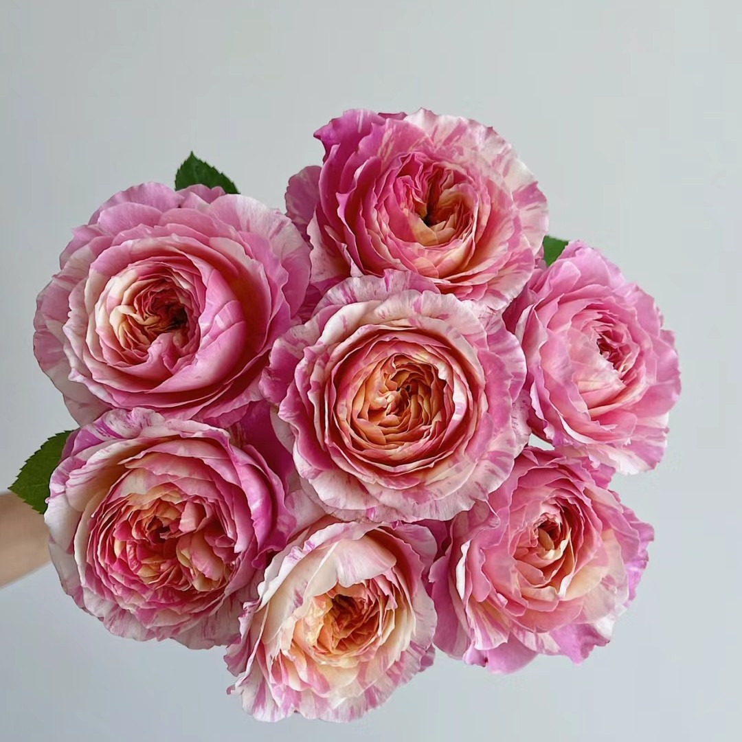 莫奈条纹耐热月季