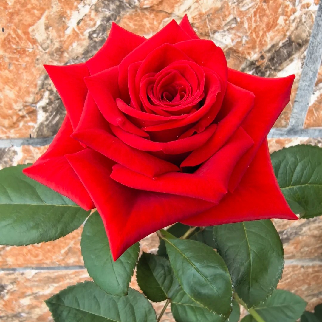 一物一拍，原盆原土下单备注花名