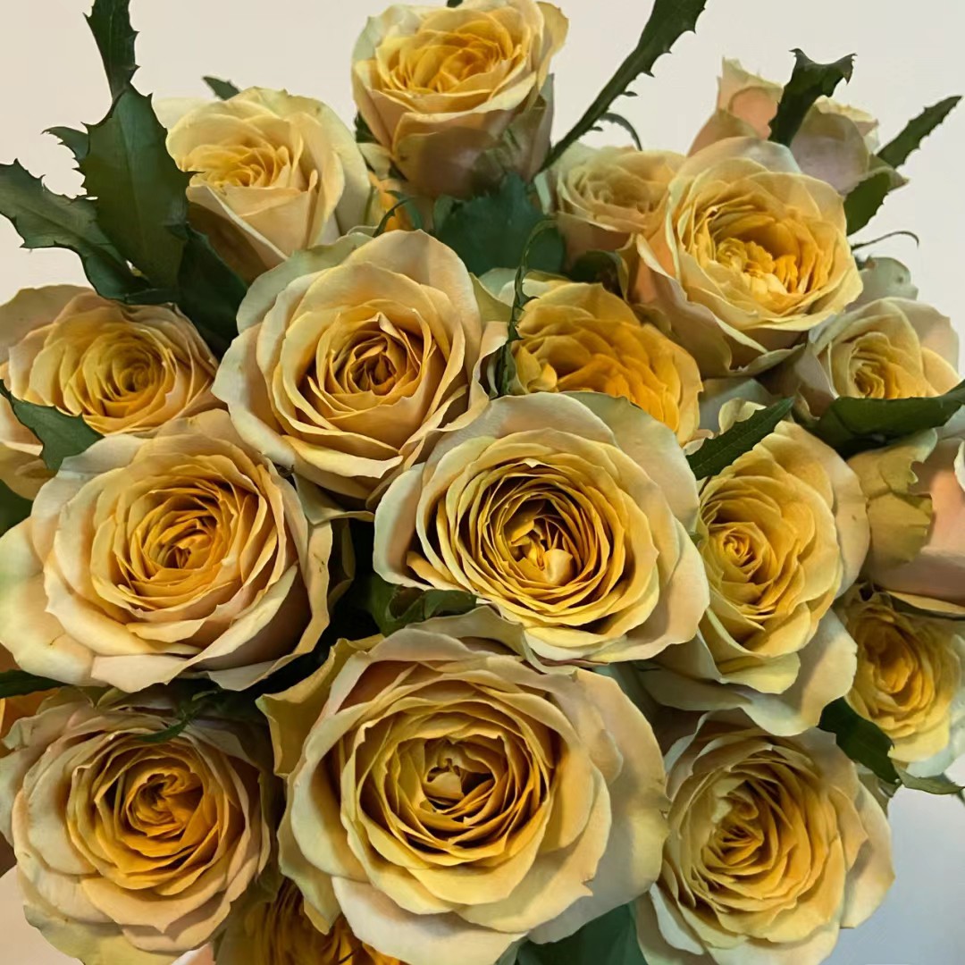 黄金芥末复古切花月季