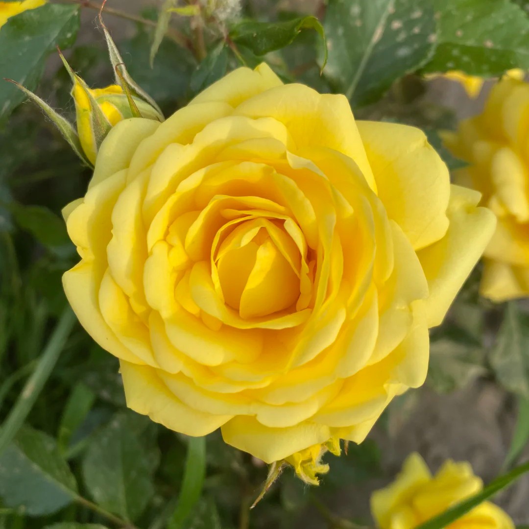 黄色狮子座阳台丰花月季