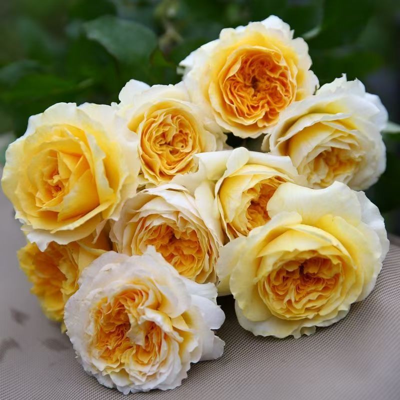 青沐园艺高品质月季碧翠丝露天苗大花切花品种香味浓郁阳台楼顶