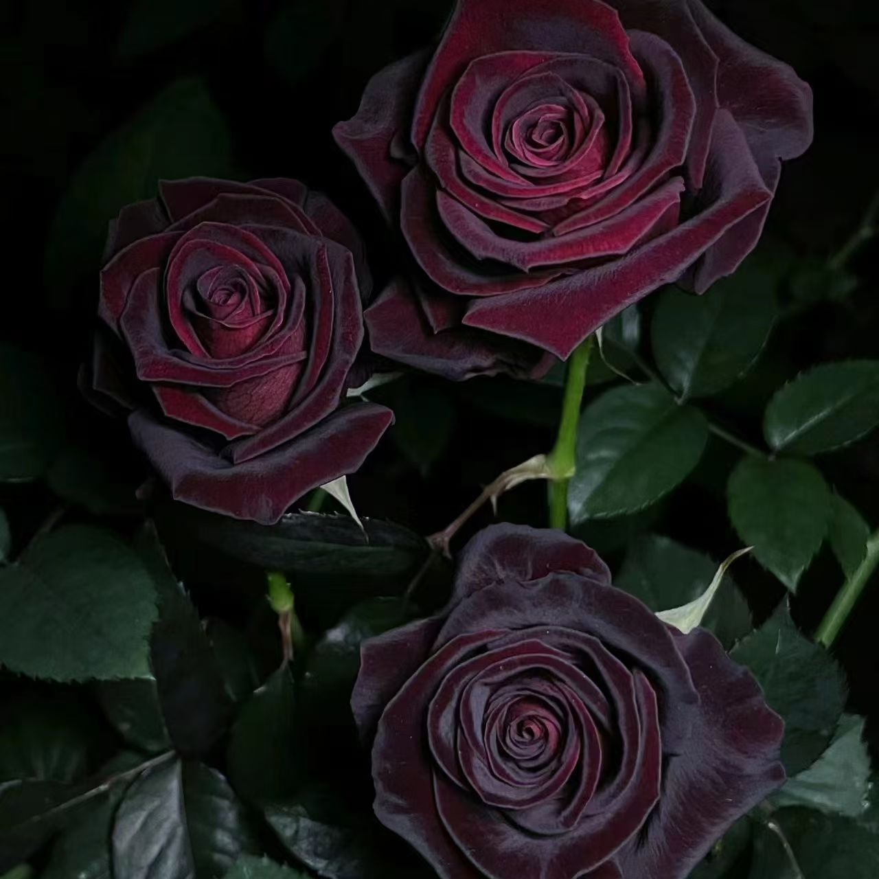 青沐园艺黑巴克月季0.7加仑多季节重复开花阳台楼顶露台花园庭院