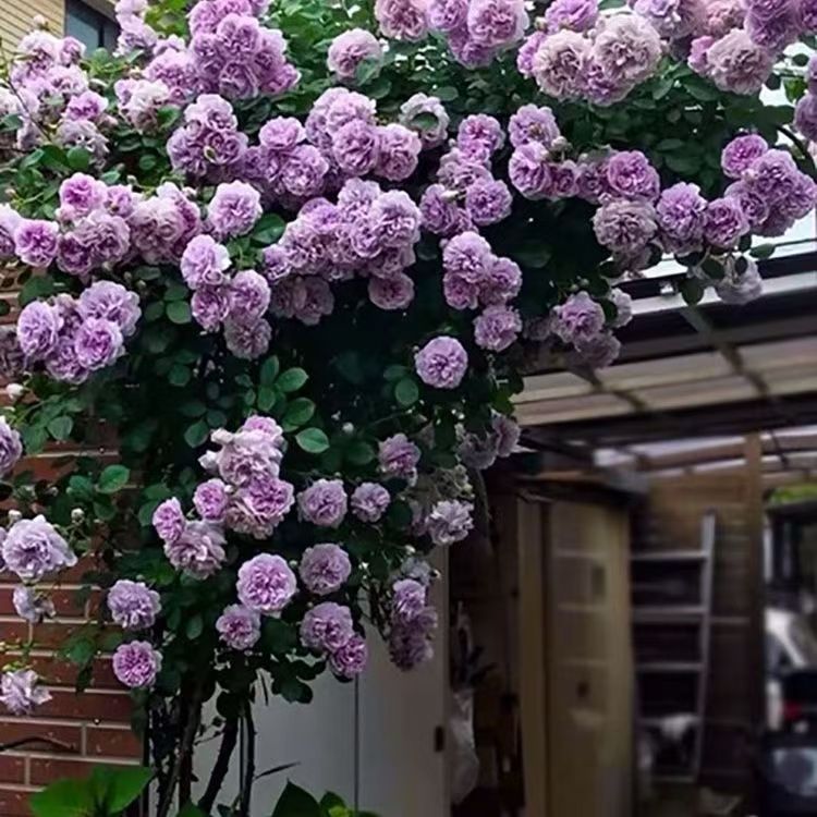 青沐园艺蓝色阴雨高品质露天苗独颗扦插月季阳台楼顶露台花园