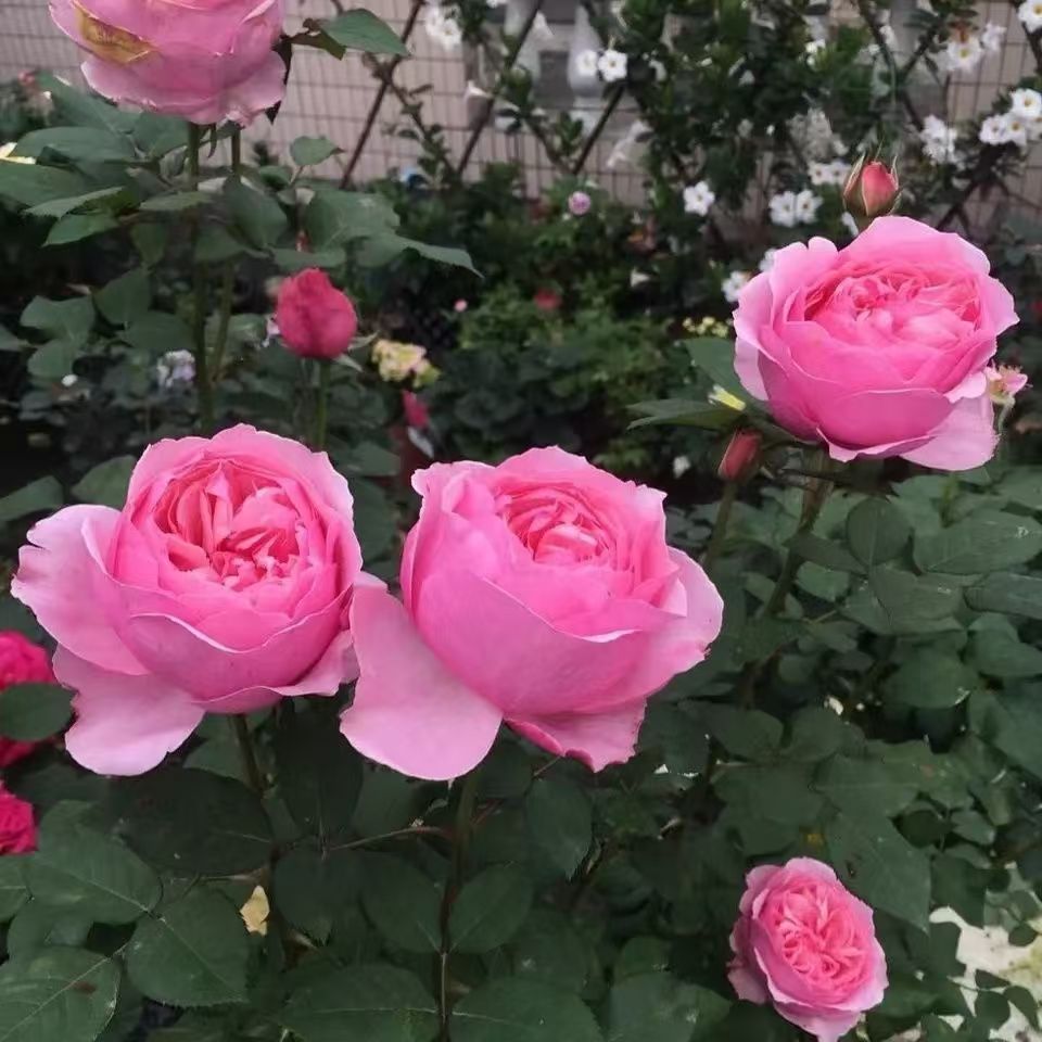 青沐园艺高品质凯丽月季独颗扦插露天苗粉色大花多季节开花阳台楼