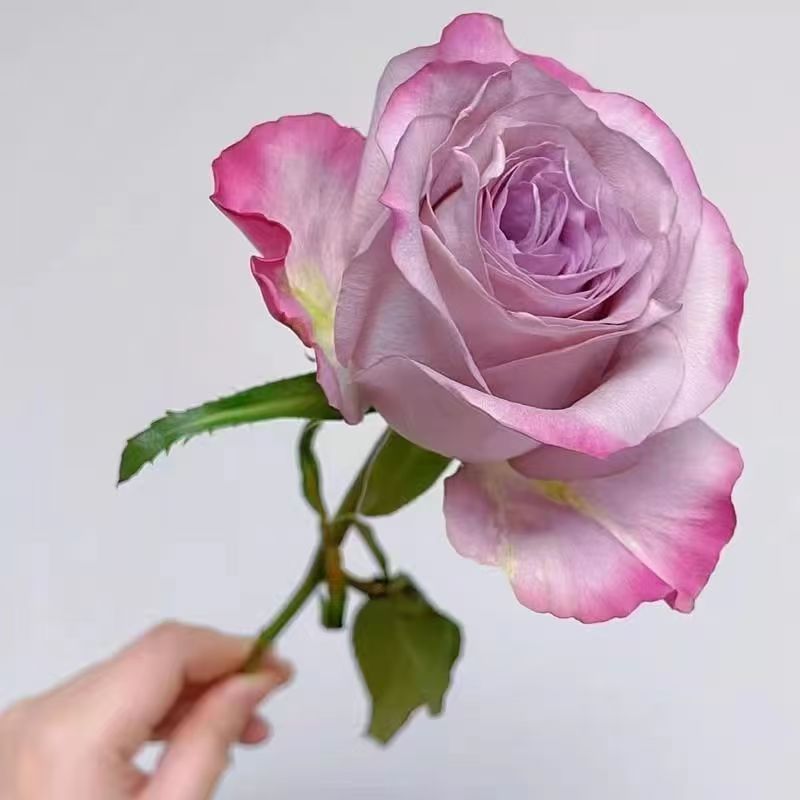 青沐园艺高品质独颗扦插露天苗月季气场切花品种阳台花园楼顶开花