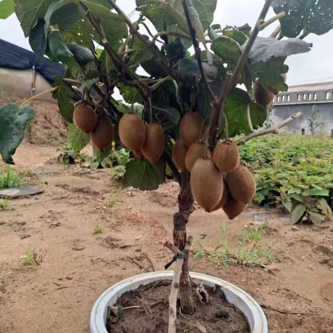 猕猴桃树苗盆栽地栽公母同株公母异株