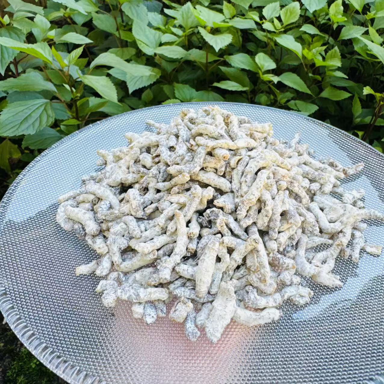1【虫-草-天-蚕】净含量150g-1000g【阿虎现收】
