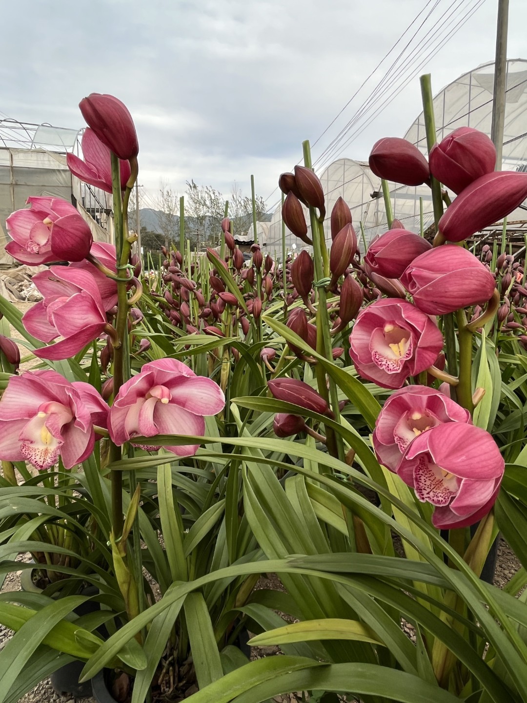 【1310】年宵花，盆栽兰花带花苞，四季好养活，送礼好物