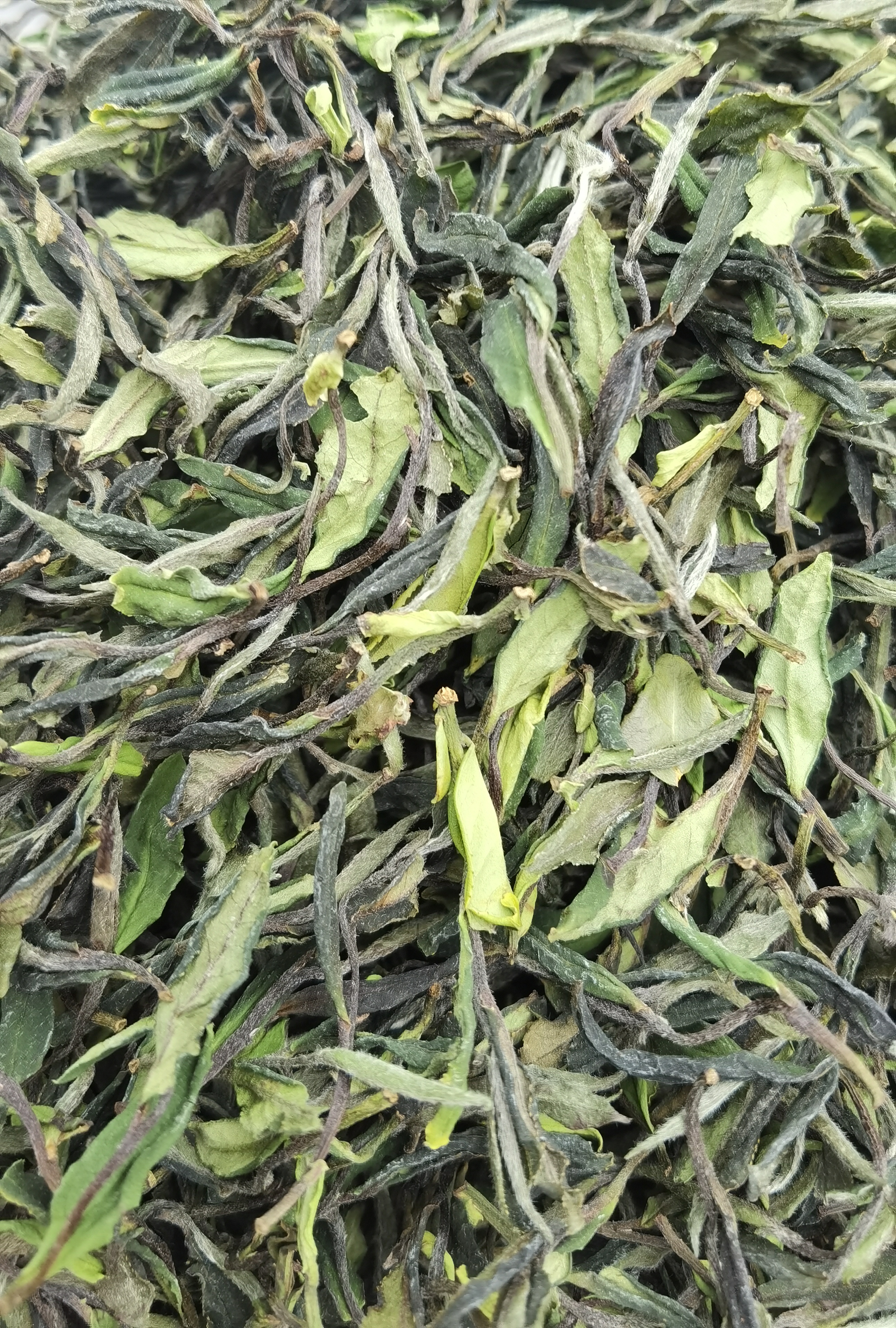 2024年【紫芽白】抛荒日晒紫芽白荒野牡丹