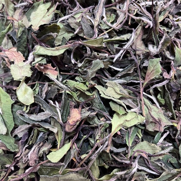 2023年高山【花香春寿眉】鲜爽甘甜花香浓郁寿眉散茶新鲜典藏