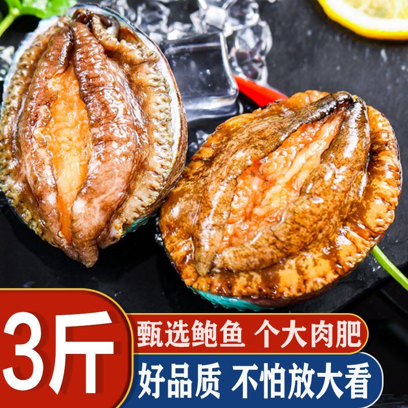 鲜活鲍鱼超大号高档鲍鱼鲜活冷冻鲍鱼新鲜超级大号鲍鱼个大肉肥