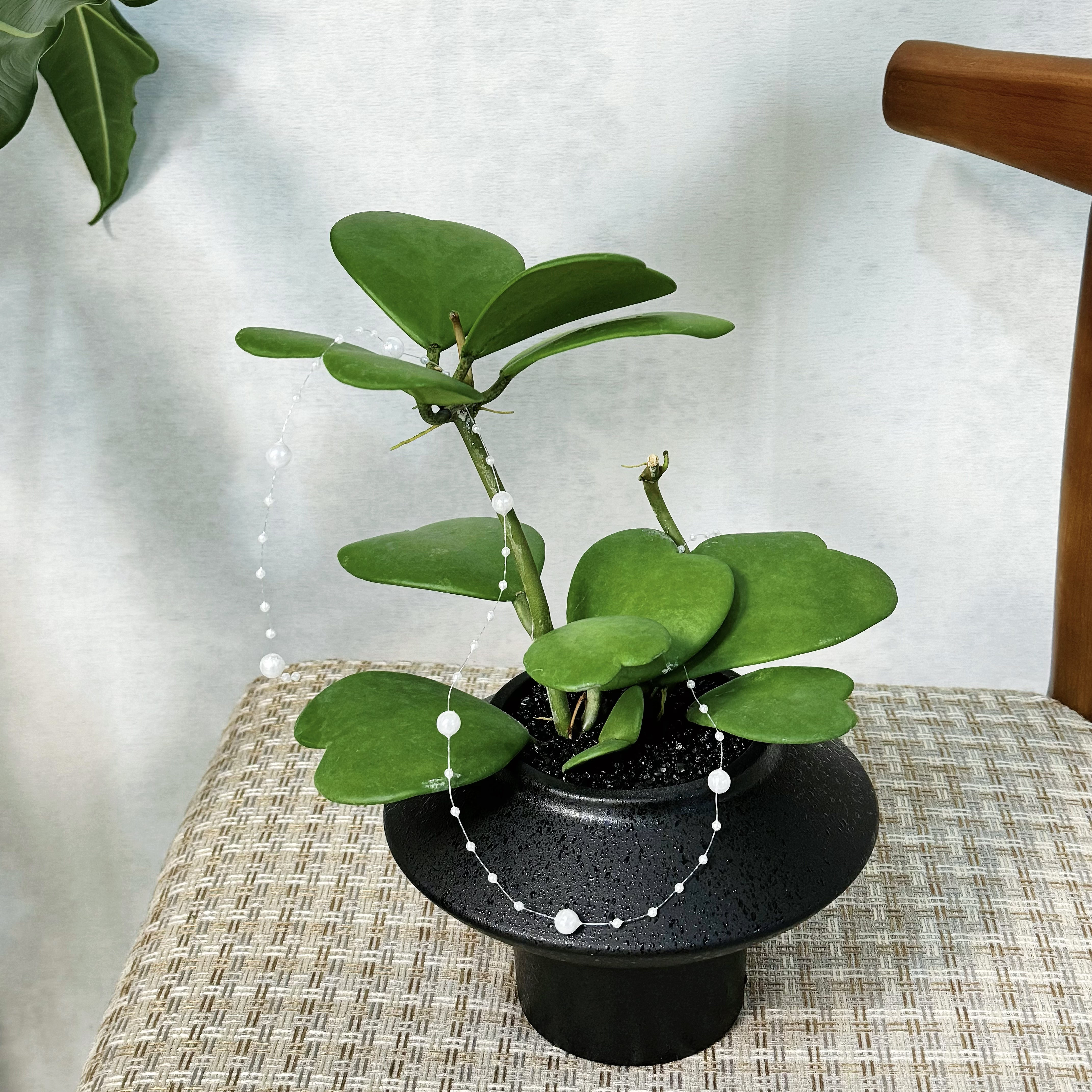 办公室绿植ins风植物室内客厅心叶球兰桌面盆栽懒人好养花卉美观