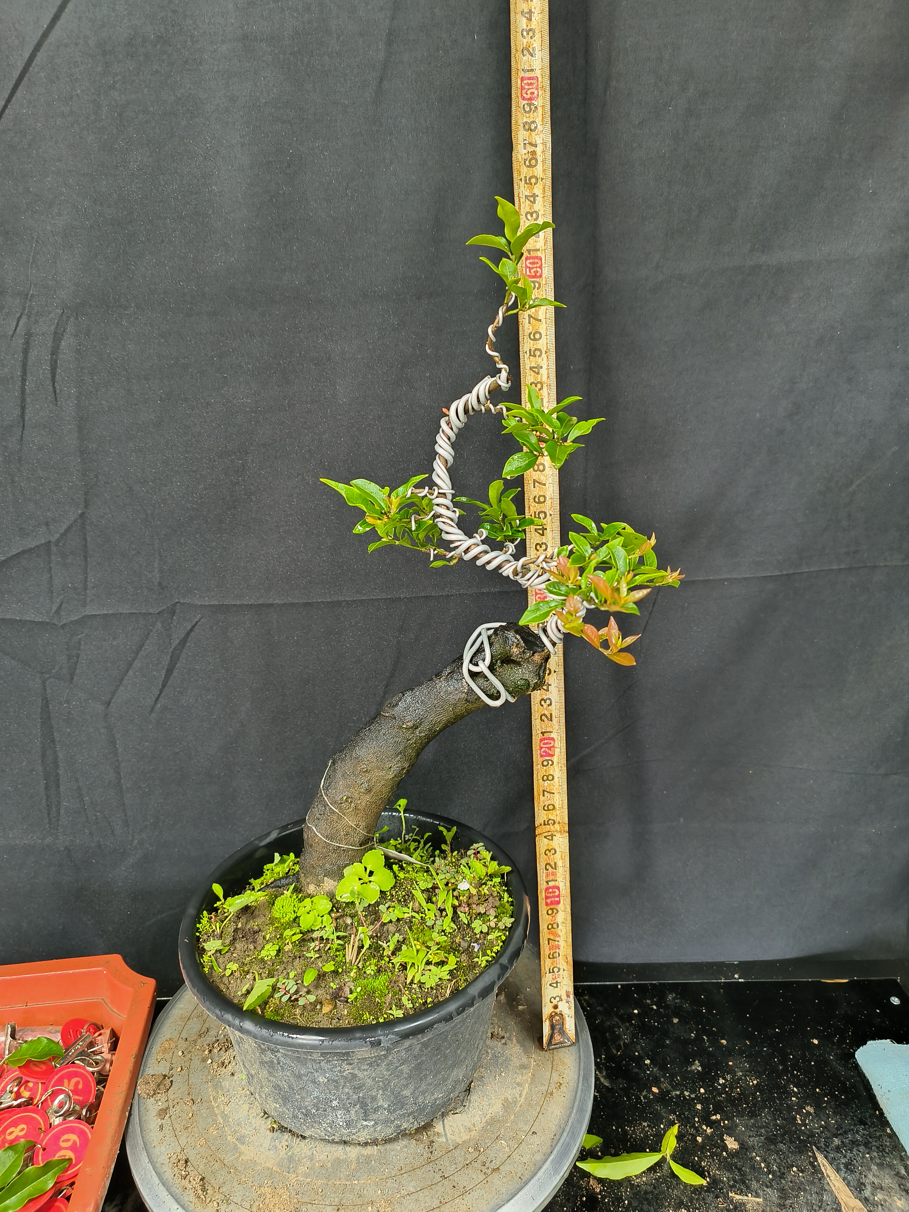 金弹子老桩嫁接的车厘子紫血红果