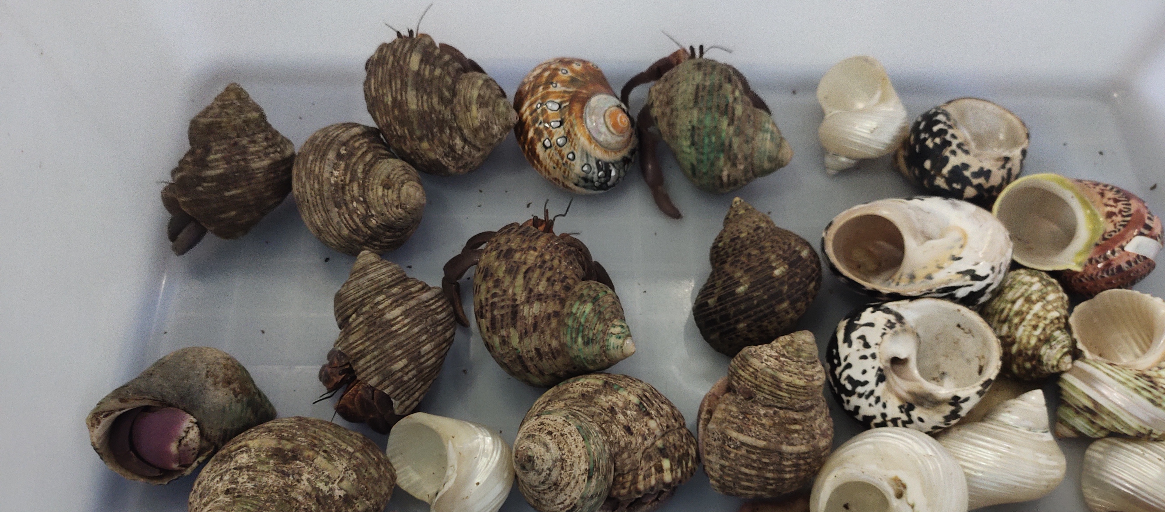 活体宠物寄居蟹 短碗