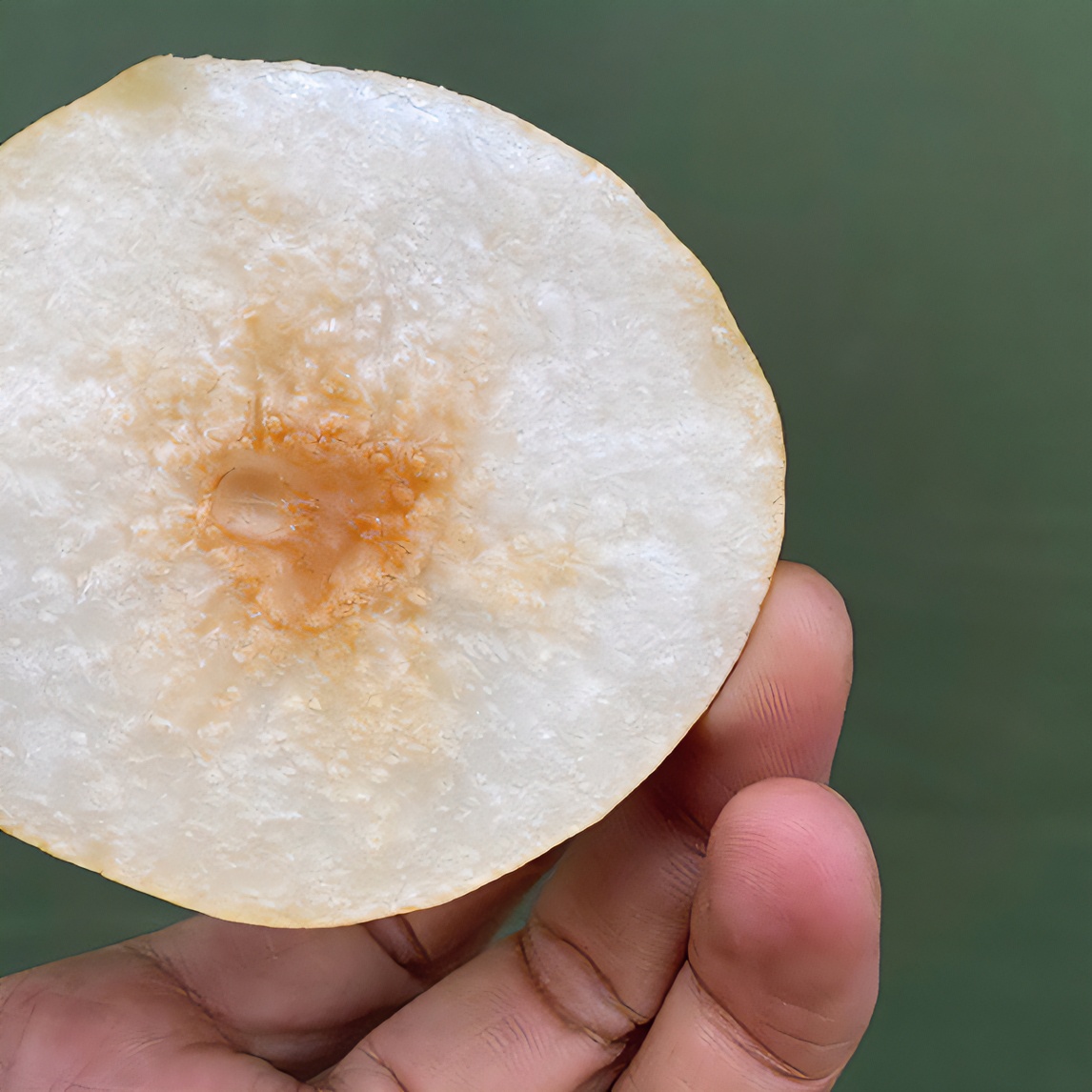 产自山西晋中榆次东赵的绿色酥梨