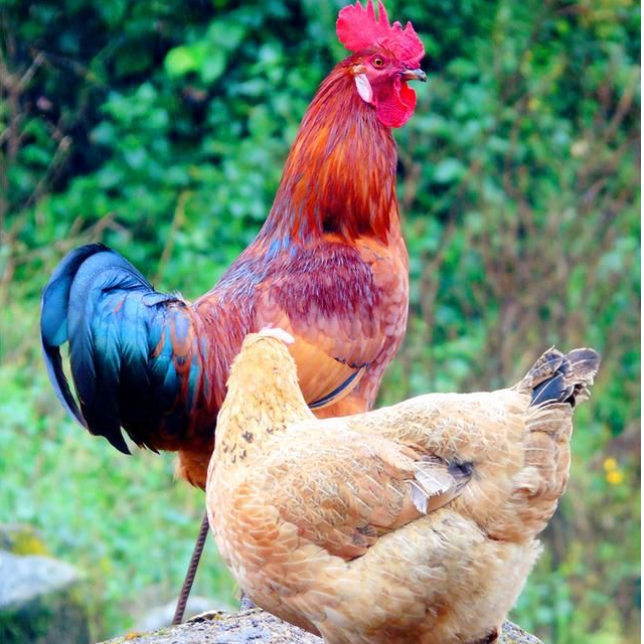 【乡味】乡野高山跑山品牌