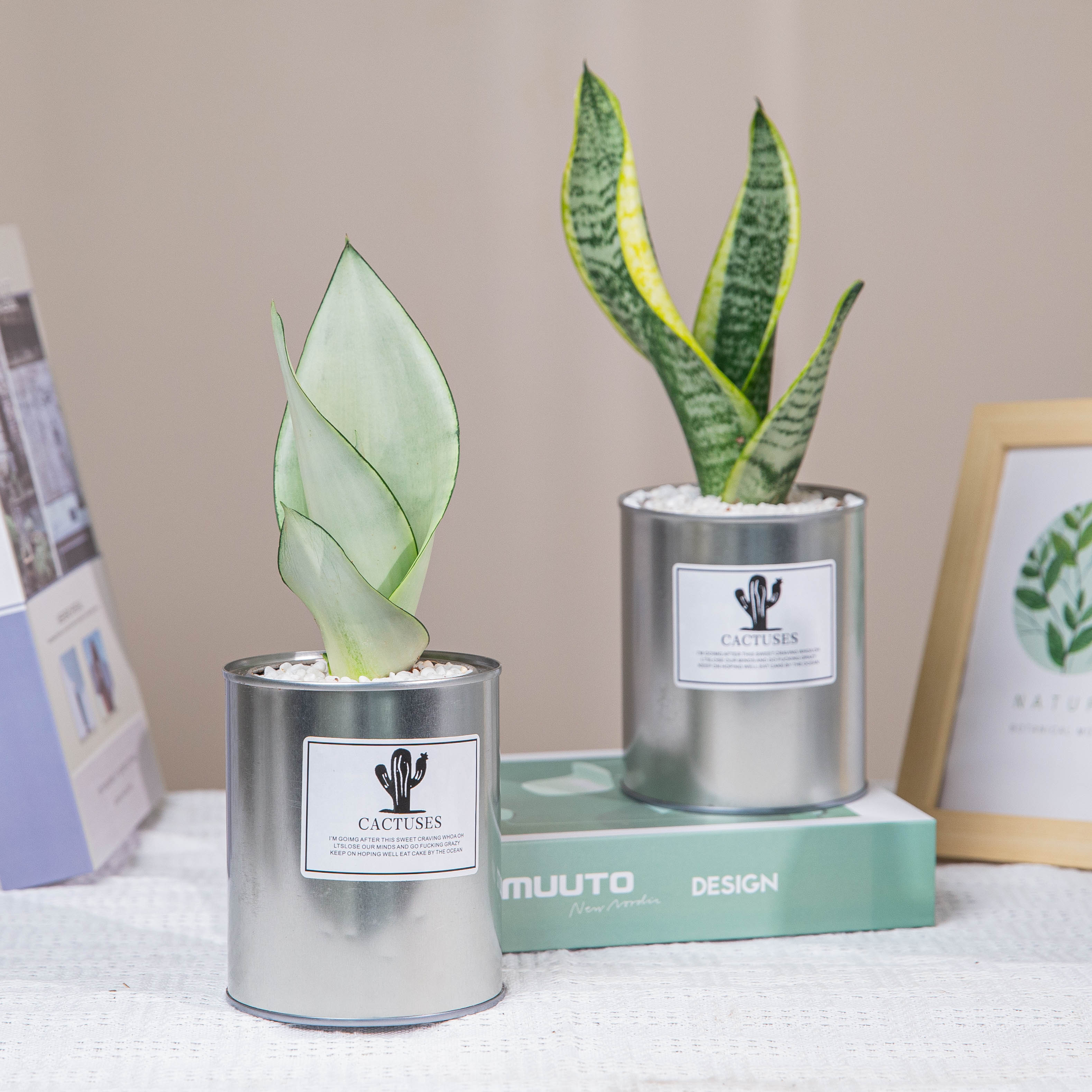 白玉金边虎皮兰绿植盆栽室内外桌面简单好养新手绿植带盆栽好发货