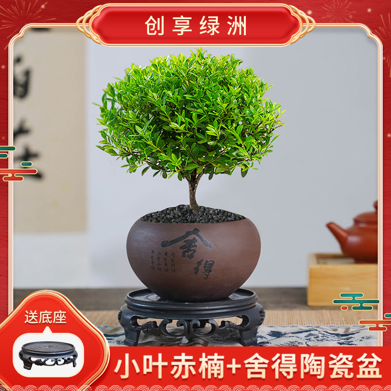创享绿洲小叶赤楠盆景老桩办公室绿植室内盆栽花卉摆件老桩鲜活