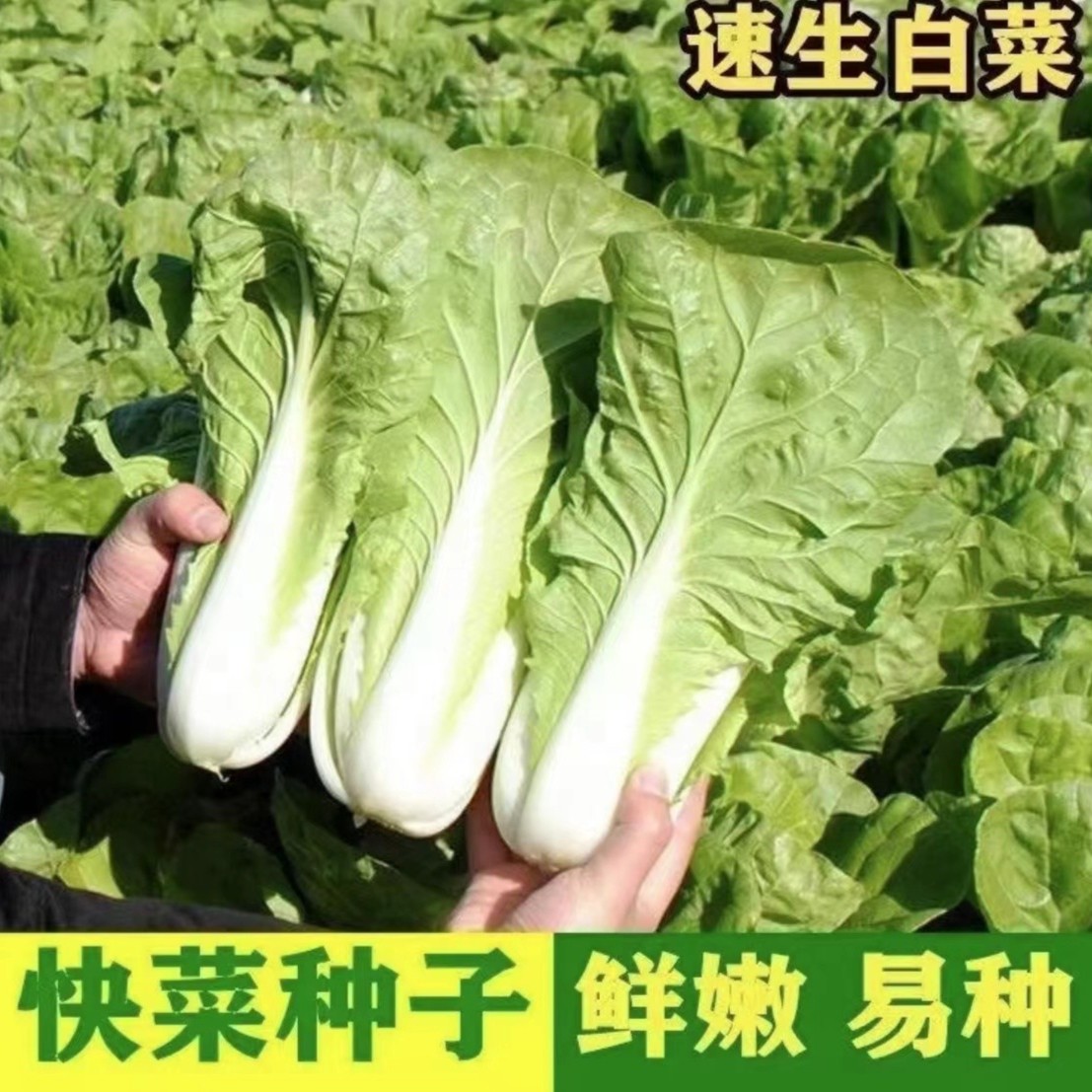 【速生快菜种子 】小白菜种籽奶油快菜阳台盆栽庭院地栽蔬菜种子